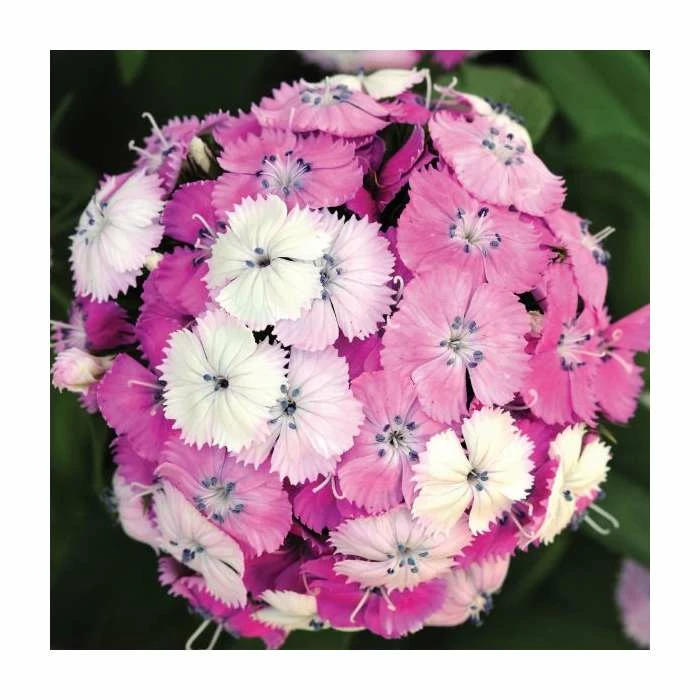 3 x Dianthus Plants | Dianthus Dash F1 Collection | 3 x 10.5cm Pots 5 3 x Dianthus Plants | Dianthus Dash F1 Collection | 3 x 10.5cm Pots - Image 3