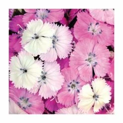 3 x Dianthus Plants | Dianthus Dash F1 Collection | 3 x 10.5cm Pots 10 3 x Dianthus Plants | Dianthus Dash F1 Collection | 3 x 10.5cm Pots -Cheap July Plants Store PL9887 add image 3 fe03