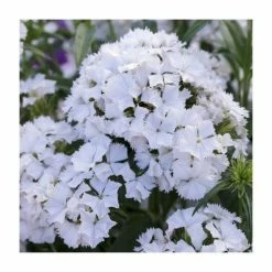 3 x Dianthus Plants | Dianthus Dash F1 Collection | 3 x 10.5cm Pots 11 3 x Dianthus Plants | Dianthus Dash F1 Collection | 3 x 10.5cm Pots -Cheap July Plants Store PL9887 add image 4 245e
