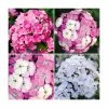 3 x Dianthus Plants | Dianthus Dash F1 Collection | 3 x 10.5cm Pots 2 3 x Dianthus Plants | Dianthus Dash F1 Collection | 3 x 10.5cm Pots -Cheap July Plants Store PL9887 main image 9f1a