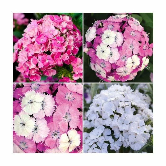 3 x Dianthus Plants | Dianthus Dash F1 Collection | 3 x 10.5cm Pots 3 3 x Dianthus Plants | Dianthus Dash F1 Collection | 3 x 10.5cm Pots