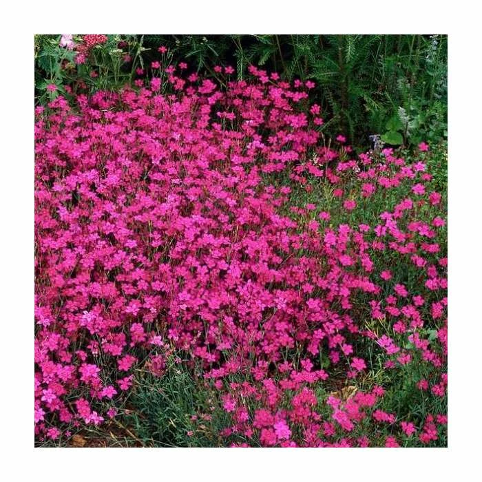 Dianthus deltoides 'Brilliant' | 2L Pot 4 Dianthus deltoides 'Brilliant' | 2L Pot - Image 2