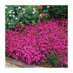 Dianthus deltoides 'Brilliant' | 2L Pot
