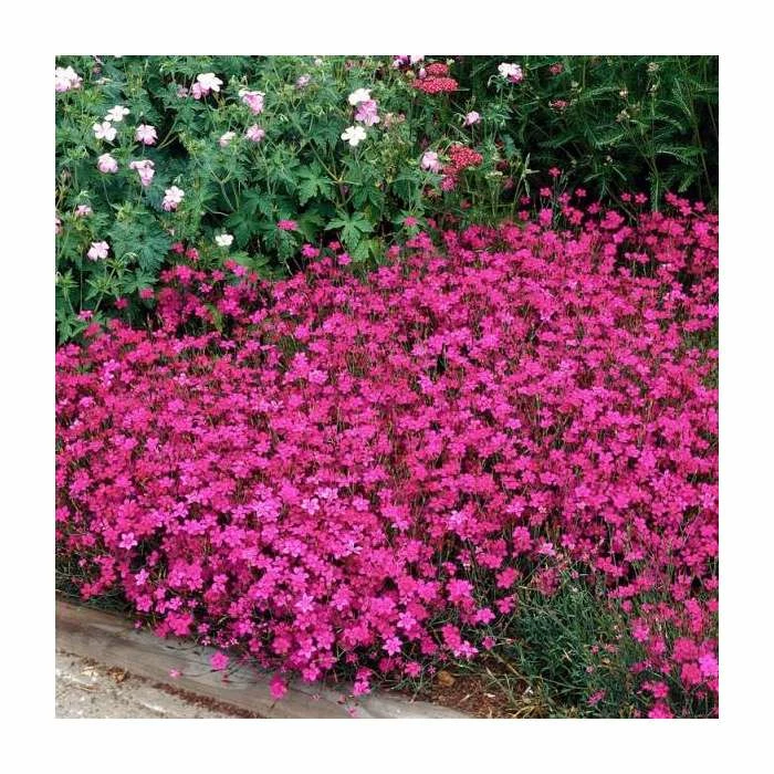 Dianthus deltoides 'Brilliant' | 2L Pot 3 Dianthus deltoides 'Brilliant' | 2L Pot