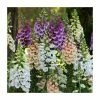 Digitalis purpurea 'Dalmation Mix' | 3 x 2L Pots