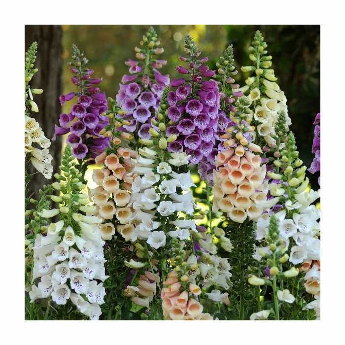 Digitalis purpurea 'Dalmation Mix' | 3 x 2L Pots 3 Digitalis purpurea 'Dalmation Mix' | 3 x 2L Pots