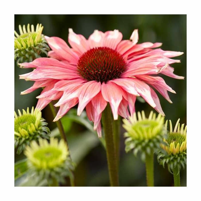 Echinacea 'Flamingo' | 3L Pot 3 Echinacea 'Flamingo' | 3L Pot