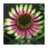 Echinacea 'Choco Green' | 13cm Pot -Cheap July Plants Store PL9895 main image c5af
