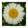 Shasta Daisy | Leucanthemum superbum 'Real Galaxy' | 3L Pot 1 Shasta Daisy | Leucanthemum superbum 'Real Galaxy' | 3L Pot -Cheap July Plants Store PL9907 main image 9191