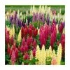 Lupin Gallery Mixed | 3 x 2L Pots 1 Lupin Gallery Mixed | 3 x 2L Pots -Cheap July Plants Store PL9910 main image bb6d