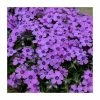 Phlox subulata 'Eye Shadow' | 3L Pot 2 Phlox subulata 'Eye Shadow' | 3L Pot -Cheap July Plants Store PL9926 main image 4a41