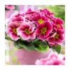 Primula vulgaris 'Sphinx F1 Rose Shades' | 10.5cm Pot 2 Primula vulgaris 'Sphinx F1 Rose Shades' | 10.5cm Pot -Cheap July Plants Store PL9938 main image 1529