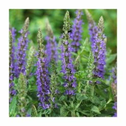 Salvia Sensation Collection | 3 x 10.5cm Pots -Cheap July Plants Store PL9949 add image 3 e13c