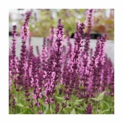 Salvia Sensation 'Deep Rose' | 10.5cm Pot