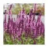 Salvia Sensation 'Deep Rose' | 2L Pot -Cheap July Plants Store PL9952 main image 0244