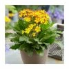Primula Oak Leaf Yellow Picotee | 1.5 Litre Pot -Cheap July Plants Store PL9981 main image 09b7