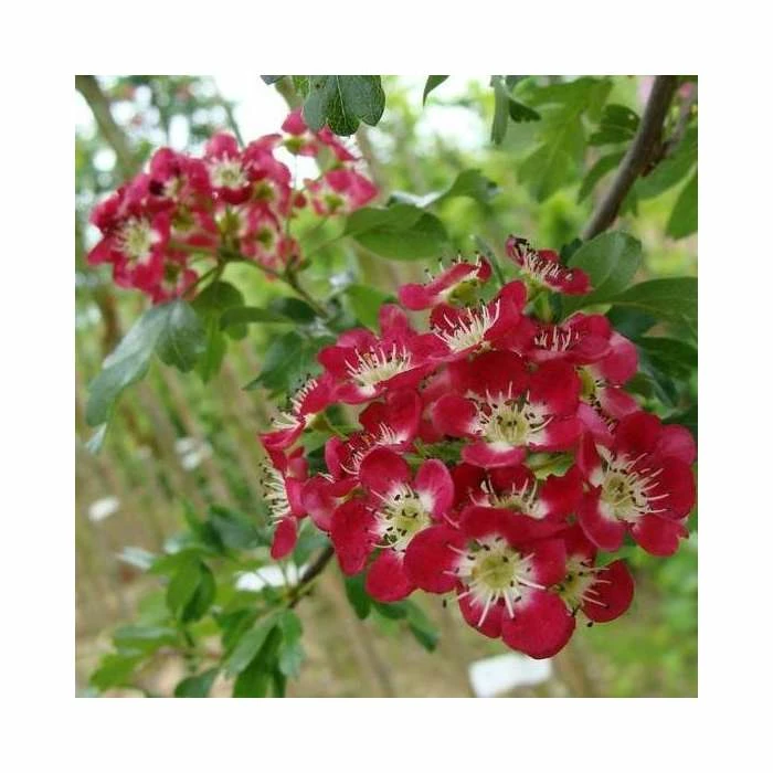 Crataegus laevigata 'Crimson Cloud'| Hawthorn Tree | 12L Pot | 150-180cm| By Frank P Matthews 5 Crataegus laevigata 'Crimson Cloud'| Hawthorn Tree | 12L Pot | 150-180cm| By Frank P Matthews - Image 3