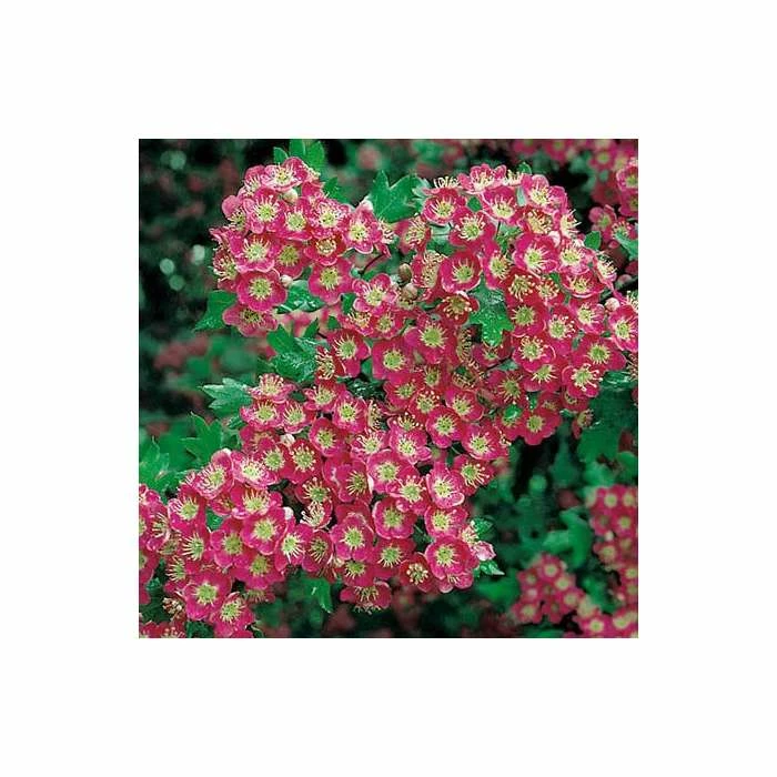 Crataegus laevigata 'Crimson Cloud'| Hawthorn Tree | 12L Pot | 150-180cm| By Frank P Matthews 4 Crataegus laevigata 'Crimson Cloud'| Hawthorn Tree | 12L Pot | 150-180cm| By Frank P Matthews - Image 2