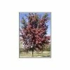 Crataegus laevigata 'Crimson Cloud' | Hawthorn Tree -Cheap July Plants Store TR01389L main image 30a0