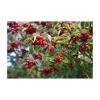 Crataegus persimilis 'Prunifolia' | Hawthorn Tree -Cheap July Plants Store TR0143 main image a1ed