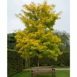 Golden False Acacia | Robinia Pseudoacacia 'Frisia' -Cheap July Plants Store TR019212L add image 1 3c40