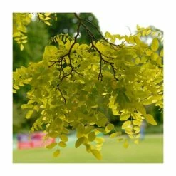 Golden False Acacia | Robinia Pseudoacacia 'Frisia' -Cheap July Plants Store TR019212L add image 2 c05d