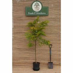 Golden False Acacia | Robinia Pseudoacacia 'Frisia' -Cheap July Plants Store TR019212L add image 3 22de