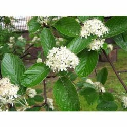 Sorbus aria 'Lutescens' | Rowan Tree -Cheap July Plants Store TR01979L add image 1 aca6