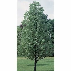 Sorbus aria 'Lutescens' | Rowan Tree -Cheap July Plants Store TR01979L add image 2 bf26