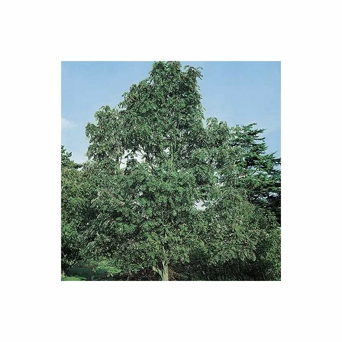 Sorbus hupehensis 'Pink Pagoda' | Rowan Tree 3 Sorbus hupehensis 'Pink Pagoda' | Rowan Tree