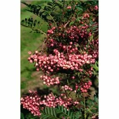 Sorbus vilmorinii | Rowan Tree -Cheap July Plants Store TR02049L add image 1 7a0c