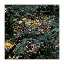 Sorbus vilmorinii | Rowan Tree -Cheap July Plants Store TR02049L add image 2 95bb