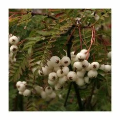 Sorbus vilmorinii | Rowan Tree -Cheap July Plants Store TR02049L add image 3 5b39