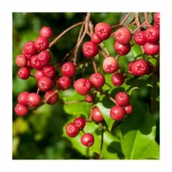 Sorbus vilmorinii | Rowan Tree -Cheap July Plants Store TR02049L add image 4 b62b