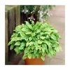 20-50cm Hosta 'Golden Tiara' | 2L Pot