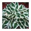 20-50cm Hosta 'Patriot' | 2L Pot 2 20-50cm Hosta 'Patriot' | 2L Pot -Cheap July Plants Store TR0343 main image abcd