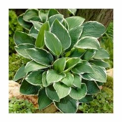 20-50cm Hosta fortunei 'Francee' | 4L Pot