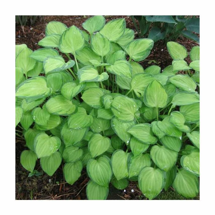 20-50cm Hosta 'Emerald Tiara' - 4L pot 3 20-50cm Hosta 'Emerald Tiara' - 4L pot