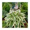 20-50cm Hosta 'Mama Mia' | 4L Pot 2 20-50cm Hosta 'Mama Mia' | 4L Pot -Cheap July Plants Store TR0351 main image 303b