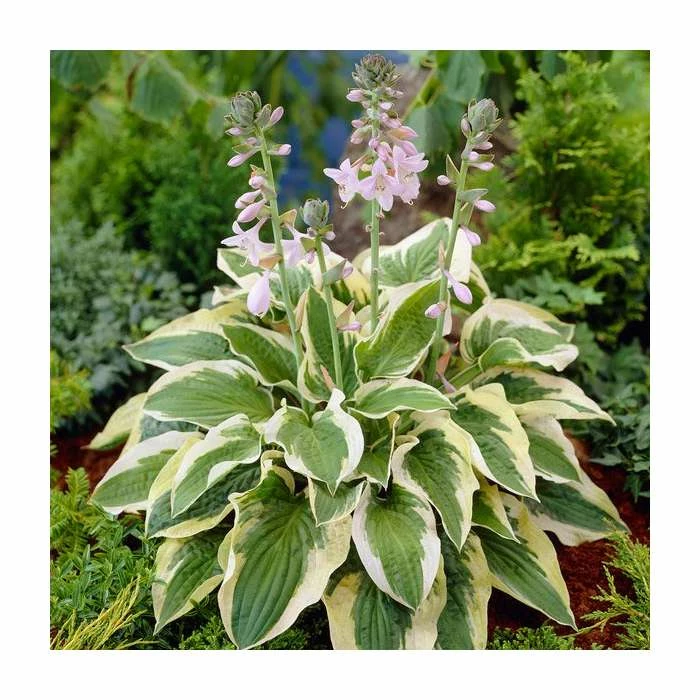 20-50cm Hosta 'Mama Mia' | 4L Pot 3 20-50cm Hosta 'Mama Mia' | 4L Pot