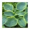 20-50cm Hosta sieboldiana 'Frances Williams' | 4L Pot 2 20-50cm Hosta sieboldiana 'Frances Williams' | 4L Pot -Cheap July Plants Store TR0352 main image 130f