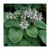 20-50cm Hosta sieboldiana 'Elegans' | 4L Pot 2 20-50cm Hosta sieboldiana 'Elegans' | 4L Pot -Cheap July Plants Store TR0353 main image ec52