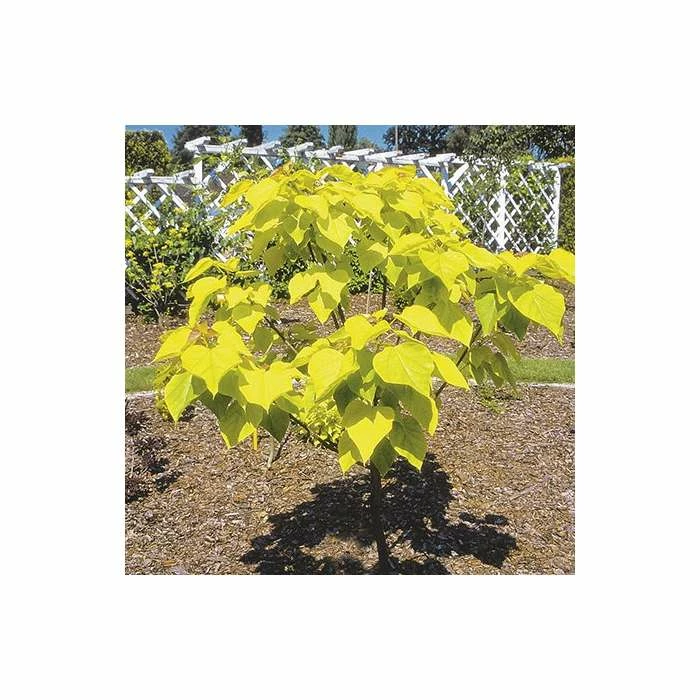Catalpa bignonioides 'Aurea | Golden Indian Bean Tree | 9L Pot | 120-150cm 5 Catalpa bignonioides 'Aurea | Golden Indian Bean Tree | 9L Pot | 120-150cm - Image 3