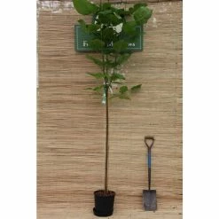 Catalpa bignonioides 'Aurea | Golden Indian Bean Tree | 9L Pot | 120-150cm 13 Catalpa bignonioides 'Aurea | Golden Indian Bean Tree | 9L Pot | 120-150cm -Cheap July Plants Store TR0494 add image 2 14f2