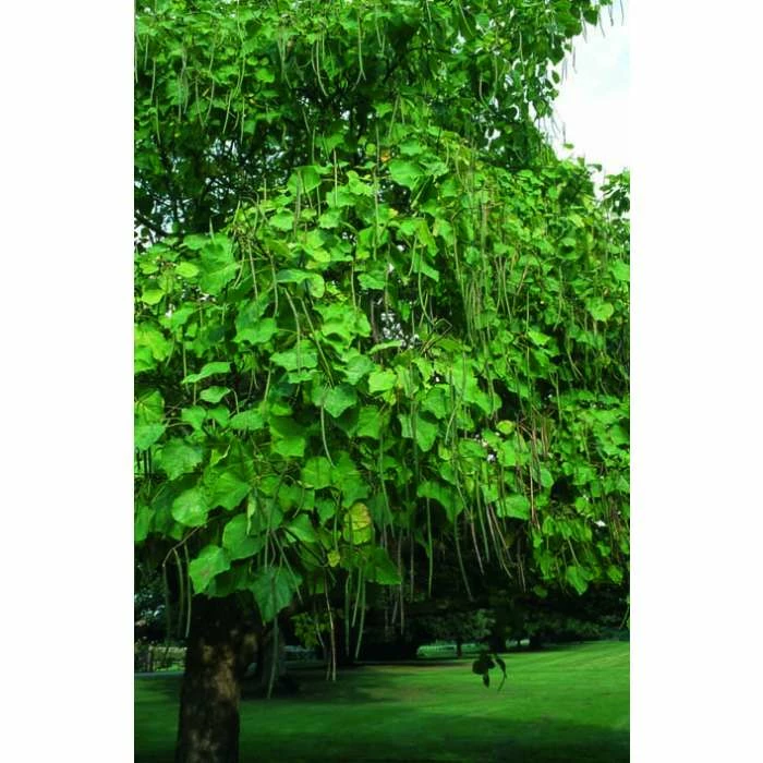 Catalpa bignonioides 'Aurea | Golden Indian Bean Tree | 9L Pot | 120-150cm 7 Catalpa bignonioides 'Aurea | Golden Indian Bean Tree | 9L Pot | 120-150cm - Image 5