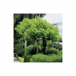 Catalpa bignonioides 'Aurea | Golden Indian Bean Tree | 9L Pot | 120-150cm 15 Catalpa bignonioides 'Aurea | Golden Indian Bean Tree | 9L Pot | 120-150cm -Cheap July Plants Store TR0494 add image 4 06bc