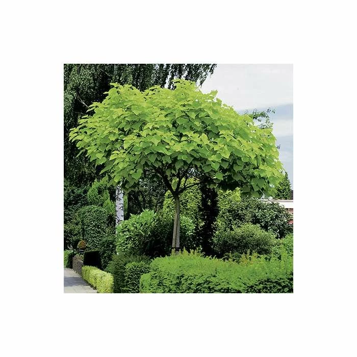 Catalpa bignonioides 'Aurea | Golden Indian Bean Tree | 9L Pot | 120-150cm 8 Catalpa bignonioides 'Aurea | Golden Indian Bean Tree | 9L Pot | 120-150cm - Image 6