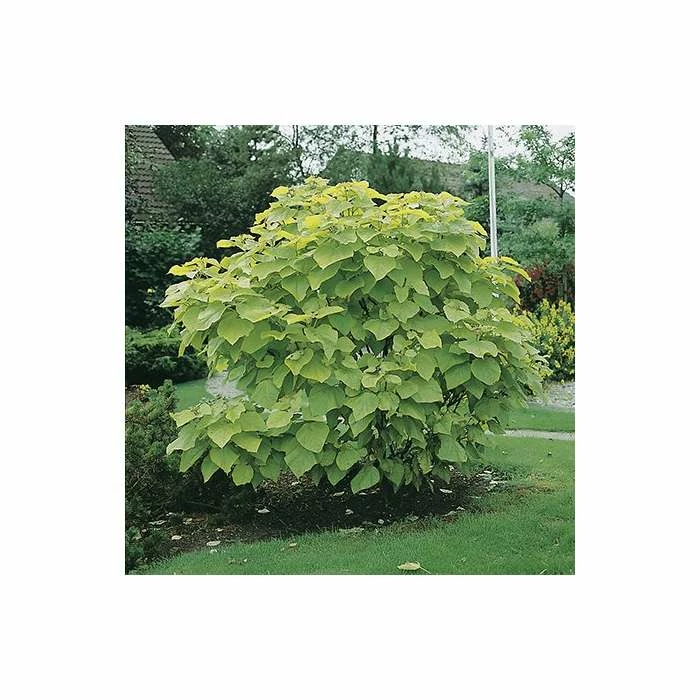 Catalpa bignonioides 'Aurea | Golden Indian Bean Tree | 9L Pot | 120-150cm 10 Catalpa bignonioides 'Aurea | Golden Indian Bean Tree | 9L Pot | 120-150cm - Image 8