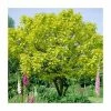 Catalpa bignonioides 'Aurea | Golden Indian Bean Tree | 9L Pot | 120-150cm 1 Catalpa bignonioides 'Aurea | Golden Indian Bean Tree | 9L Pot | 120-150cm -Cheap July Plants Store TR0494 main image 5d71