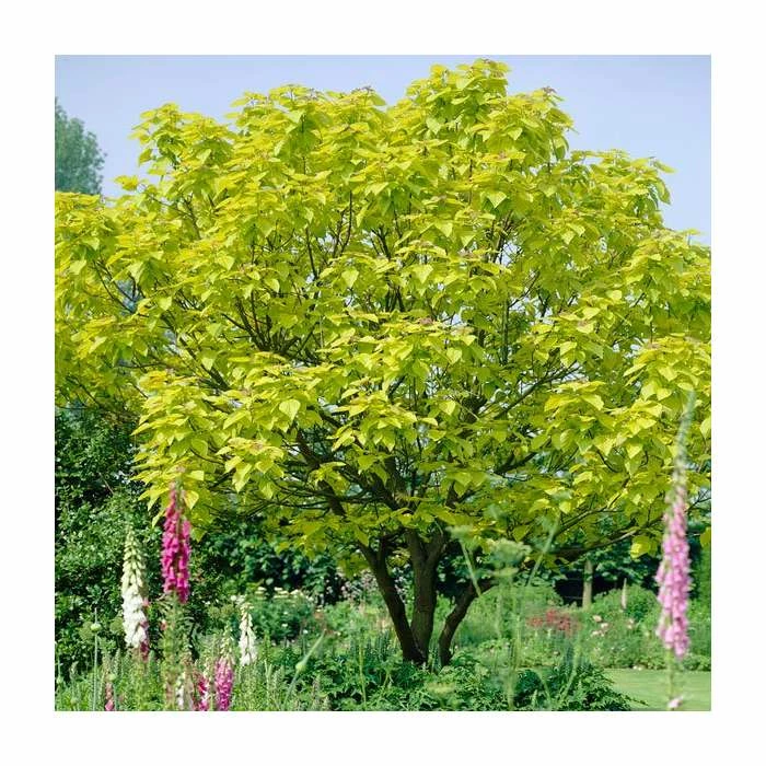 Catalpa bignonioides 'Aurea | Golden Indian Bean Tree | 9L Pot | 120-150cm 3 Catalpa bignonioides 'Aurea | Golden Indian Bean Tree | 9L Pot | 120-150cm